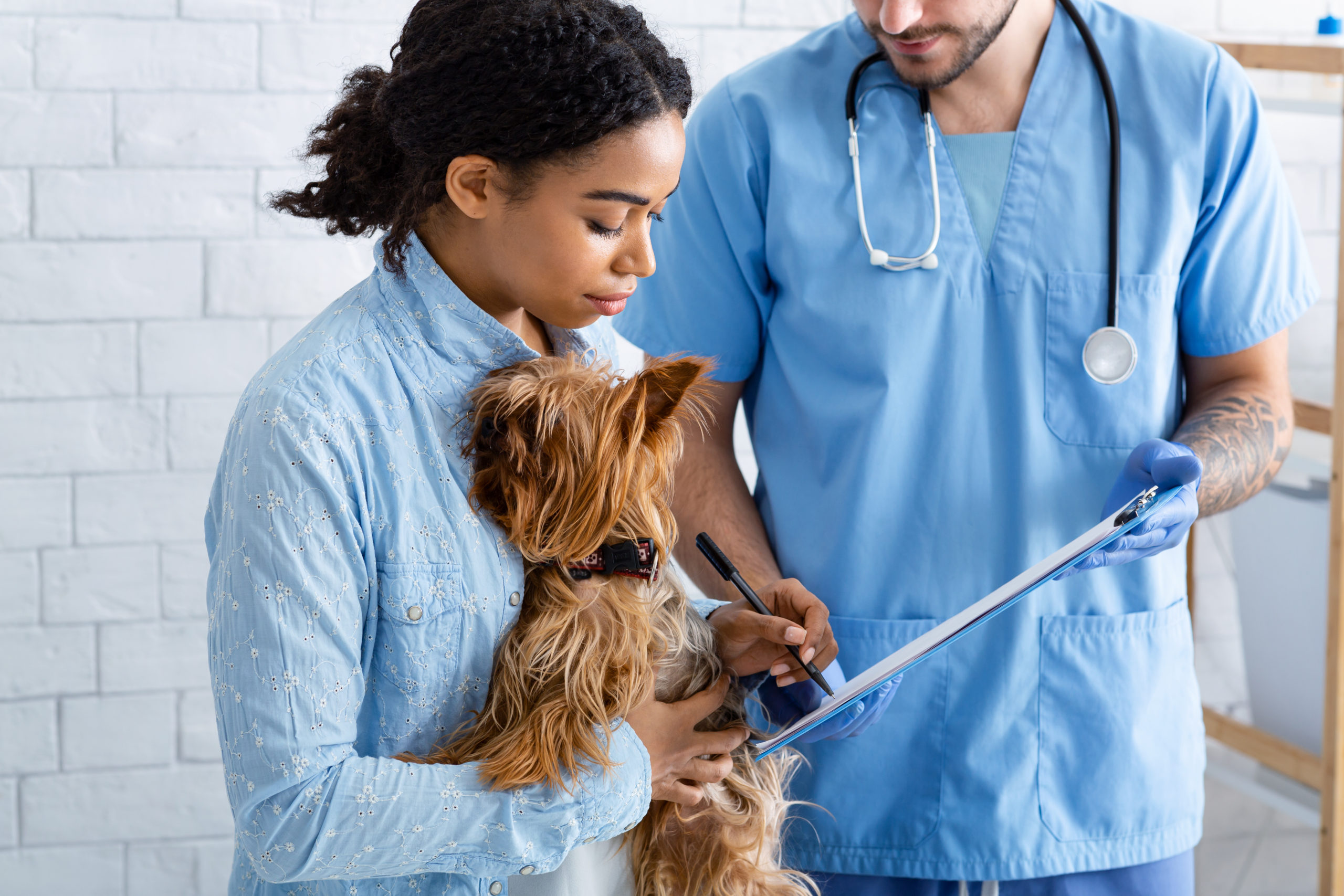 5 Tips for Choosing a Veterinary Assisting Program HCI College