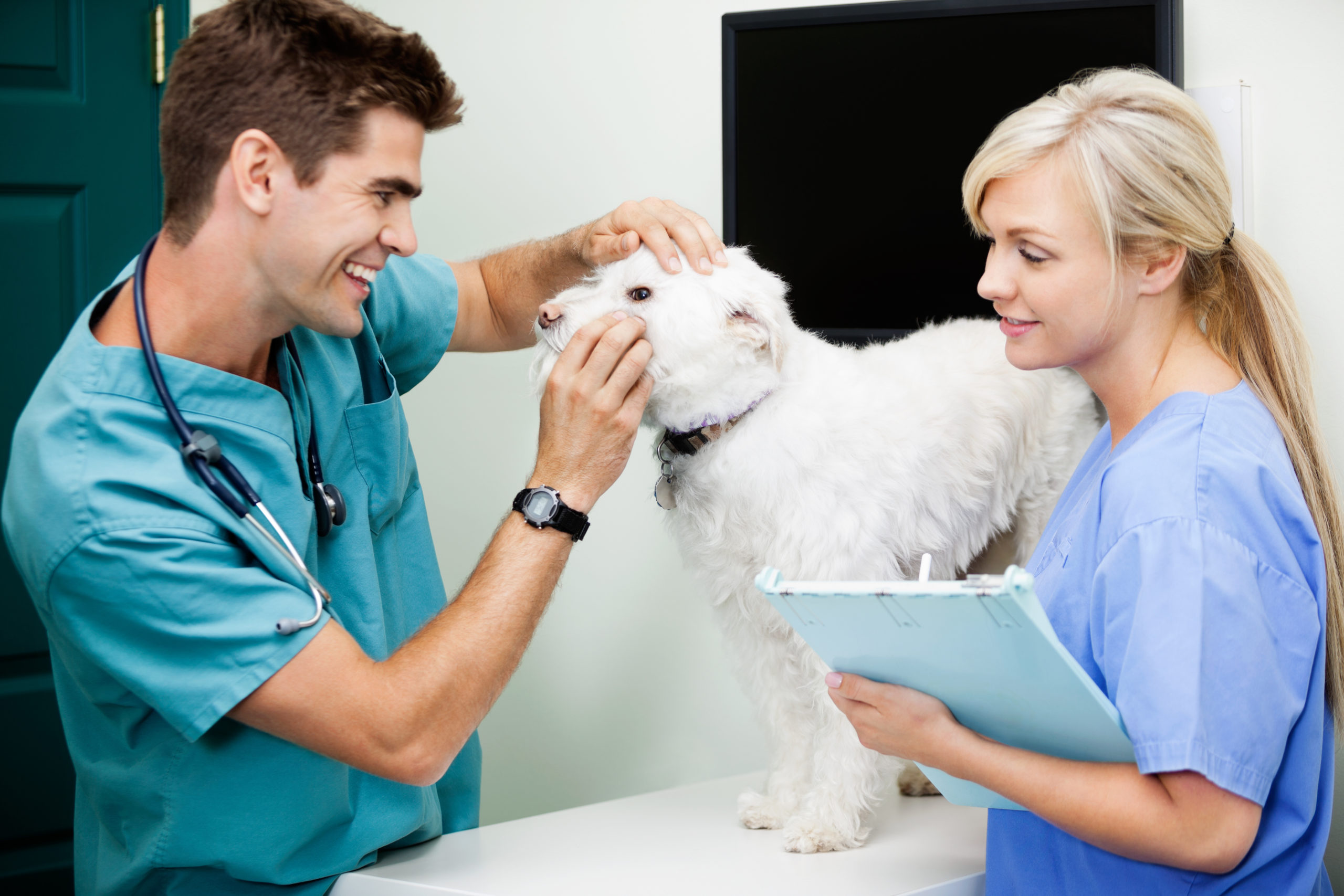 5 Tips for Advancing Your Veterinary Assistant Career HCI College