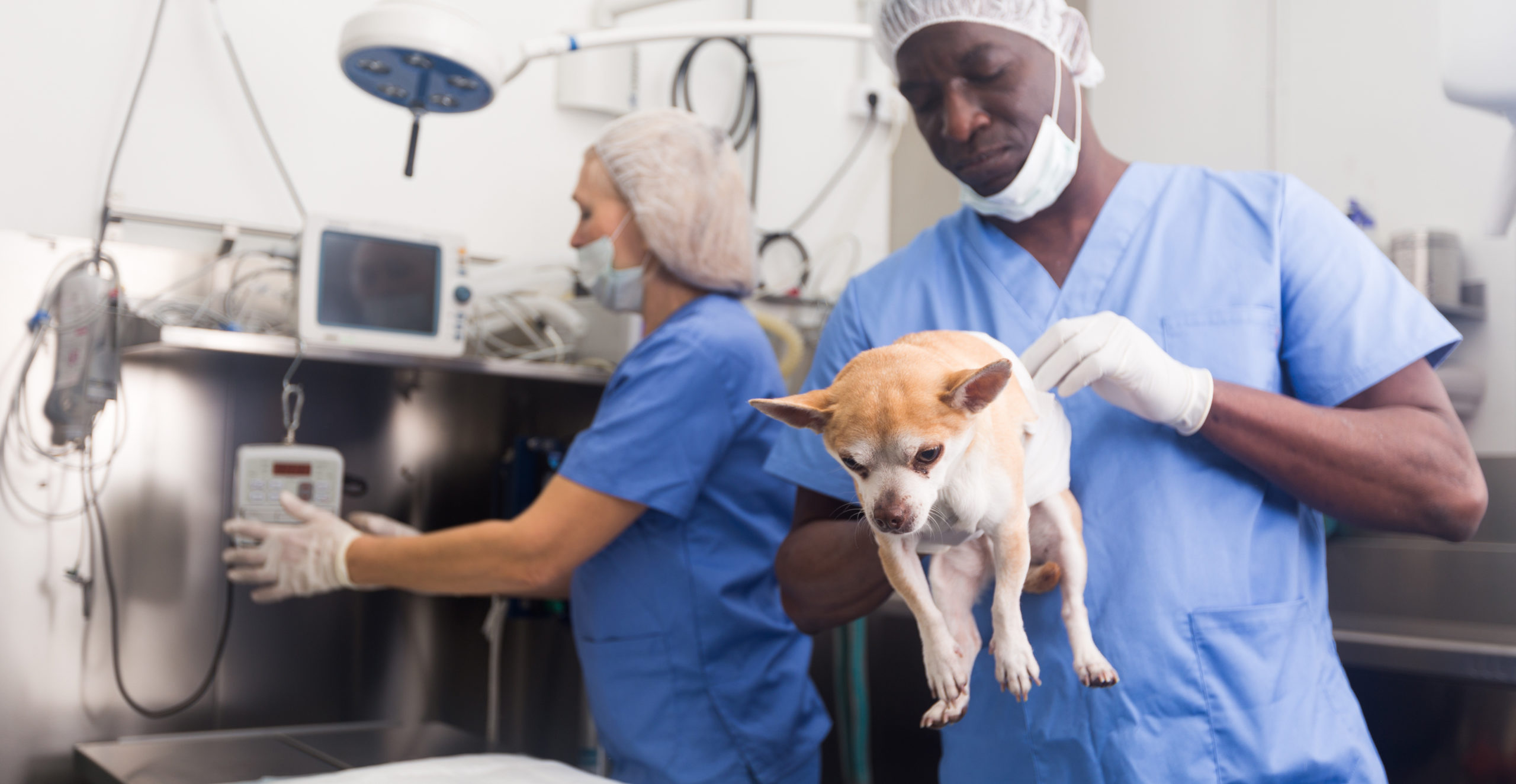 5 Career Paths for Veterinary Assistants HCI College